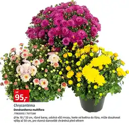 Bauhaus Chryzantéma Dendranthema multiflora nabídka