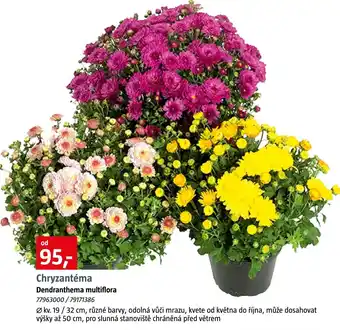 Chryzantéma Dendranthema multiflora