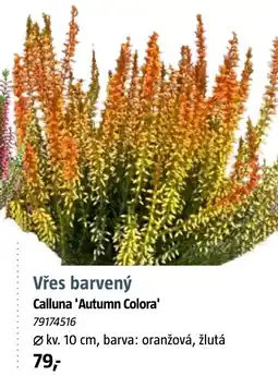 Bauhaus Vřes barvený Calluna 'Autumn Colora' nabídka