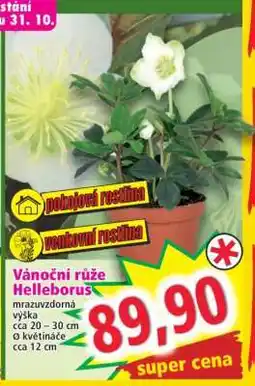 Norma Vánoční růže Helleborus nabídka
