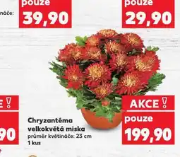 Kaufland Chryzantéma velkokvětá miska nabídka