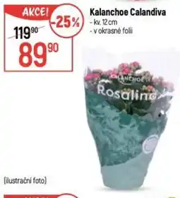 Globus Kalanchoe Calandiva nabídka