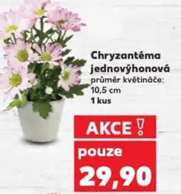 Kaufland Chryzantéma jednovýhonová nabídka