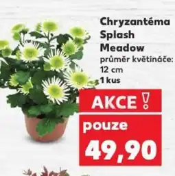 Kaufland Chryzantéma Splash Meadow nabídka