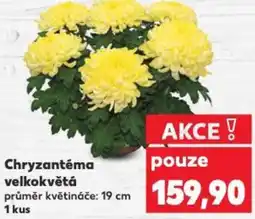 Kaufland Chryzantéma velkokvětá nabídka