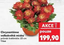 Kaufland Chryzantéma velkokvětá miska nabídka