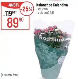 Globus Kalanchoe Calandiva nabídka
