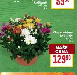 Billa Chryzantéma květináč 23 cm 1ks nabídka