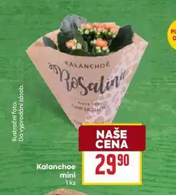 Billa Kalanchoe mini 1ks nabídka