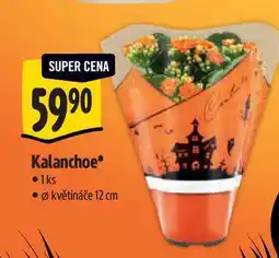 Albert Kalanchoe 1ks, pr. květináče 12 cm nabídka
