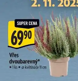 Albert Vřes dvoubarevný, pr. květináče 11 cm nabídka