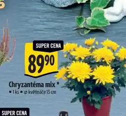 Albert Chryzantéma mix, pr. květináče 13 cm nabídka