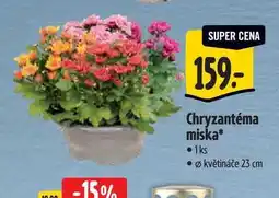 Albert Chryzantéma miska, pr. květináče 23 cm nabídka
