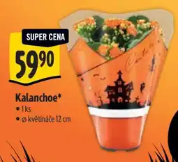Albert Kalanchoe nabídka