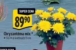 Albert Chryzantéma mix nabídka