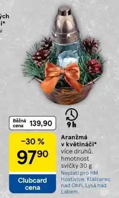 Tesco Aranžmá v květináči nabídka