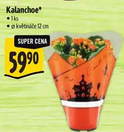 Albert Kalanchoe nabídka