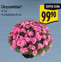 Albert Chryzantéma nabídka