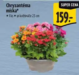 Albert Chryzantéma miska nabídka