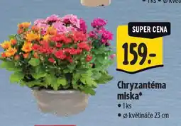 Albert Chryzantéma miska nabídka