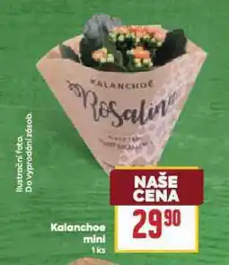 Billa Kalanchoe mini nabídka