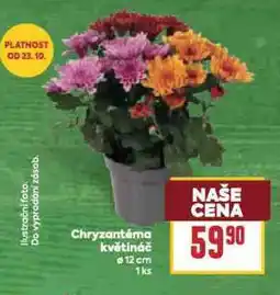 Billa Chryzantéma květináč nabídka