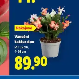Lidl Vánoční kaktus duo nabídka