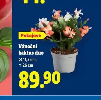 Lidl Vánoční kaktus duo nabídka