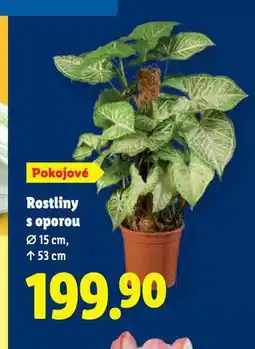 Lidl Rostliny s oporou nabídka