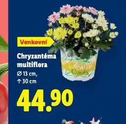 Lidl Chryzantéma multiflotra nabídka
