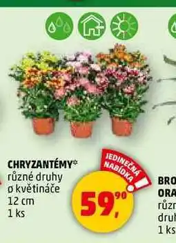 Penny Market CHRYZANTÉMY, 1 ks nabídka