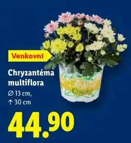 Lidl CHRYZANTÉMA MULTIFLORA nabídka