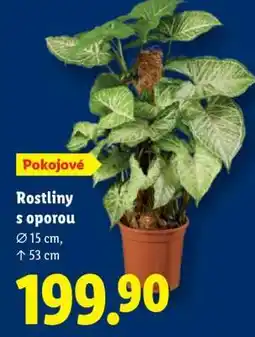 Lidl Pokojové rostliny s oporou nabídka