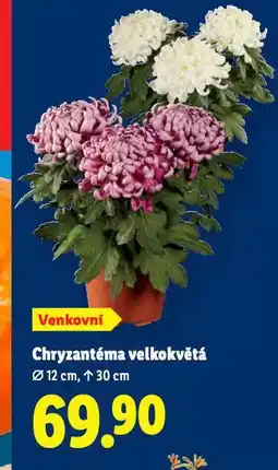 Lidl Chryzantéma velkokvětá nabídka