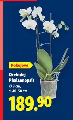 Lidl Orchidej phalaenopsis nabídka
