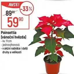 Globus Poinsettia (vánoční hvězda) nabídka
