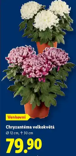 Lidl Chryzantéma velkokvětá nabídka