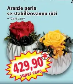 Norma Aranže perla se stabilizovanou růží nabídka