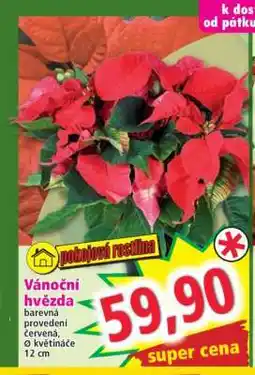 Norma Vánoční hvězda nabídka