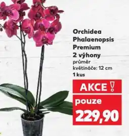 Kaufland Orchidea Phalaenopsis Premium 2 výhony nabídka
