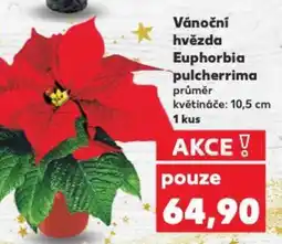 Kaufland Vánoční hvězda Euphorbia pulcherrima nabídka