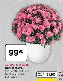 Tesco CHRYZANTÉMA nabídka