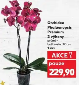 Kaufland Orchidea Phalaenopsis „Premium“ nabídka