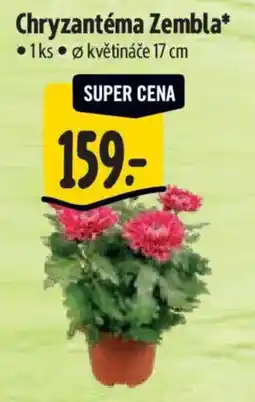 Albert Chryzantéma Zembla* nabídka