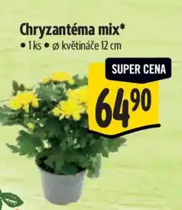 Albert Chryzantéma mix nabídka
