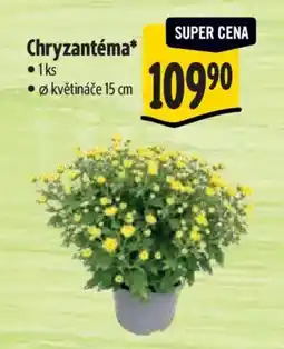 Albert Chryzantéma nabídka