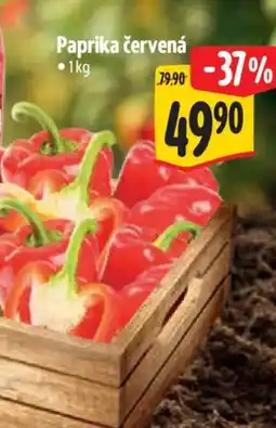 Albert Paprika červená nabídka