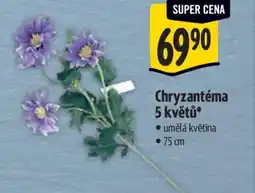 Albert Chryzantéma 5 květů* nabídka
