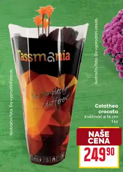 Billa Calathea crocata nabídka