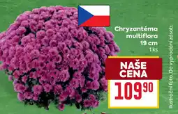 Billa Chryzantéma multiflora nabídka